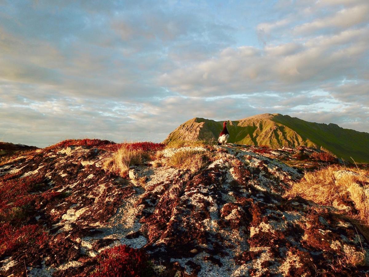 Lofoten Troll View Bostad Exterior foto